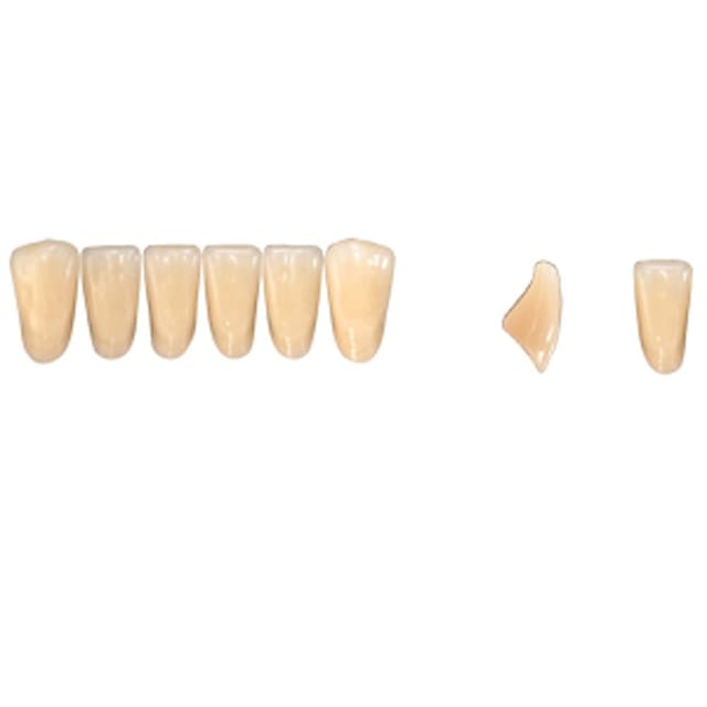 Pala Denture Teeth Mondial 6 Anterior CE - Lower L362E